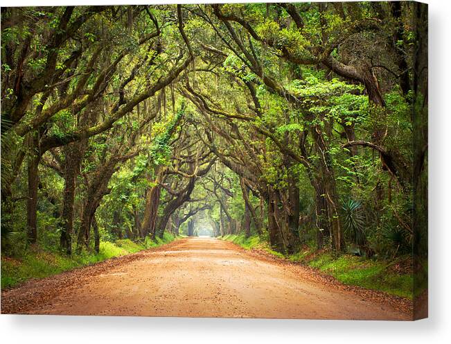 Swamp Canvas Print featuring the photograph Charleston SC Edisto Island - Botany Bay Road by Dave Allen
