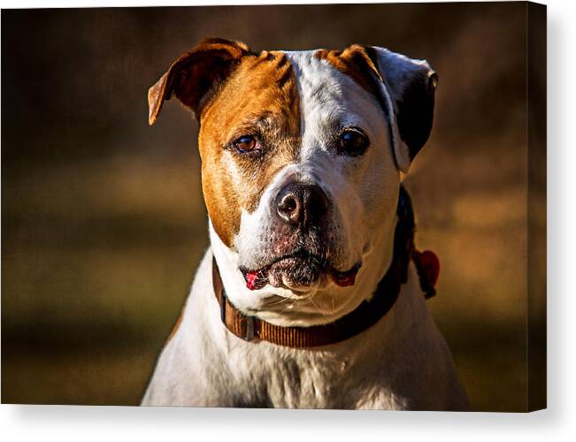 Dog Canvas Print featuring the photograph Dixie Doodle the Pit Bull by Eleanor Abramson