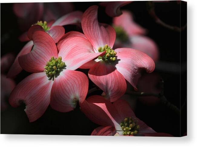 Dogwood Canvas Print featuring the photograph Dogwood Blossoms by Donna Kennedy