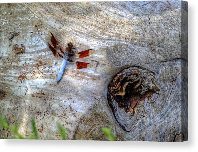 Dragonfly Canvas Print featuring the photograph Dragonfly On Log by Deborah Ritch