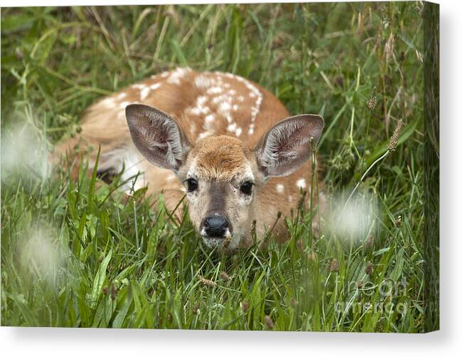 White Tailed Canvas Print featuring the photograph Fawn by Jeannette Hunt