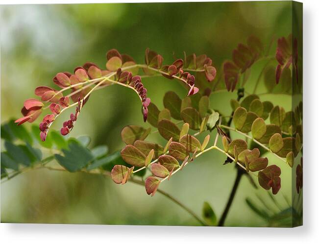 Leaves Canvas Print featuring the photograph Flamboyant by Carol Eade