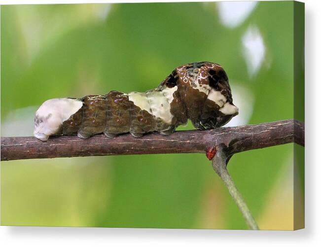 Giant Swallowtail Canvas Print featuring the photograph Giant Swallowtail caterpillar by Doris Potter