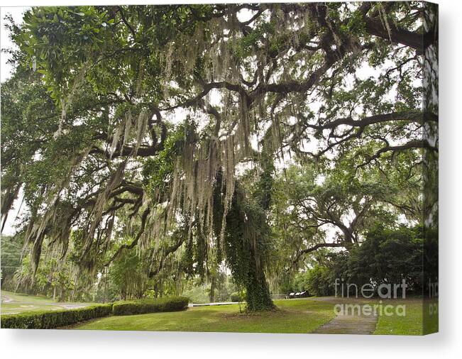 Airplant Canvas Print featuring the photograph Graceful Oak by Debra Johnson