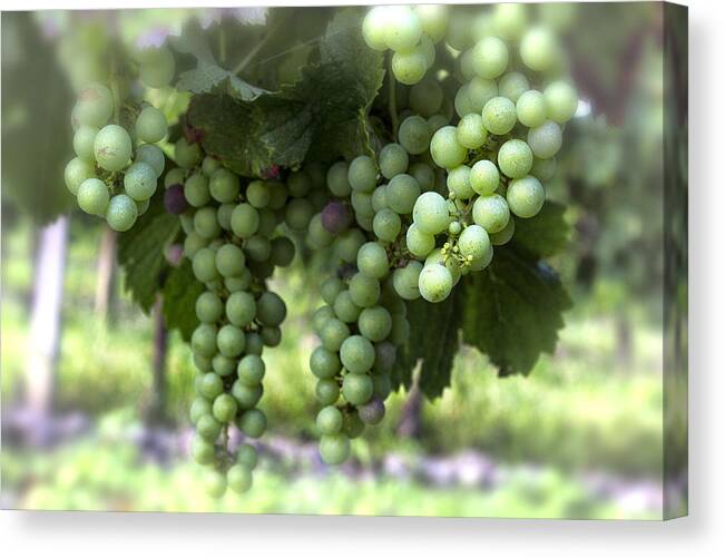 France Canvas Print featuring the photograph Grapes on a Vine by Georgia Clare