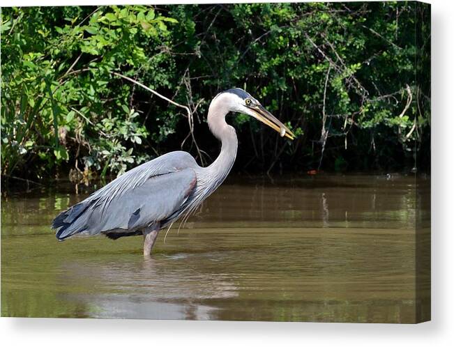 Great Blue Heron Canvas Print featuring the photograph Great Blue Heron 2 by Deborah Ritch
