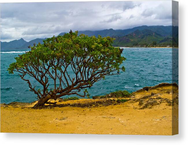 Hawaii Canvas Print featuring the photograph Green Tree by Matt Radcliffe