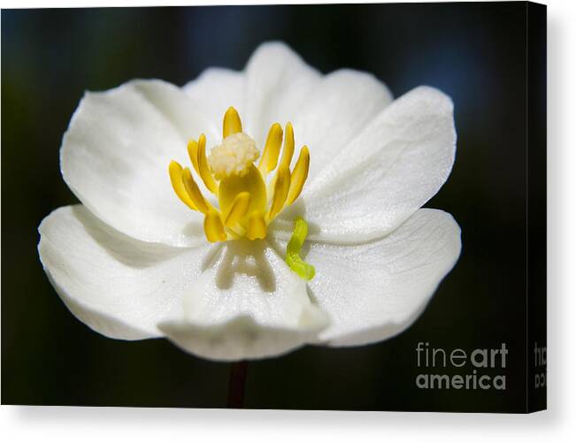 Flower Canvas Print featuring the photograph Inchworm by Jeannette Hunt