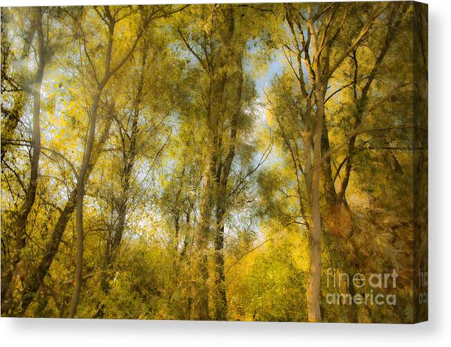 Trees Canvas Print featuring the photograph Magic Forest-4 by Casper Cammeraat
