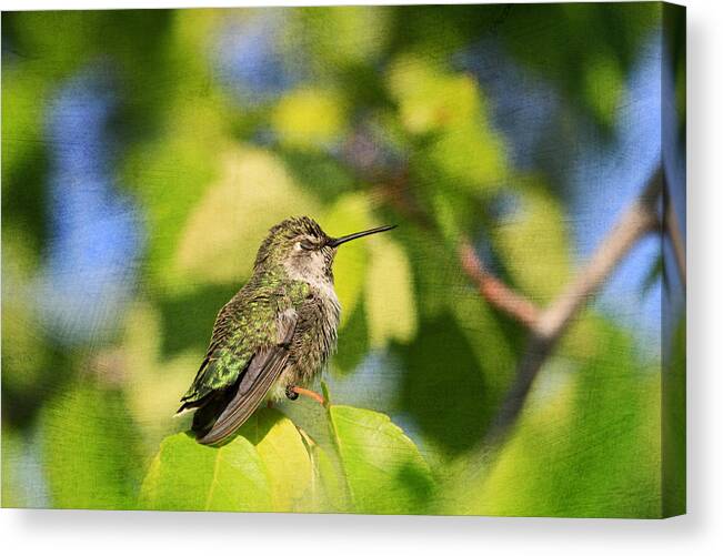 Anna's Hummingbird Canvas Print featuring the photograph Miss Anna by Donna Kennedy