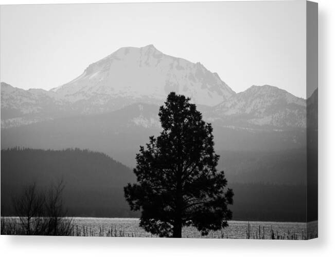 2014 Canvas Print featuring the photograph Mt. Lassen with Tree by Jan Davies