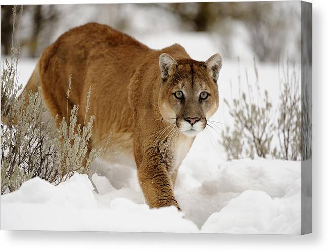 Alpine Canvas Print featuring the photograph North American Mammals by Don Johnston