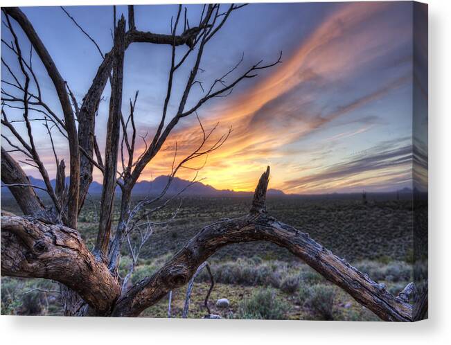 Anthony Citro Canvas Print featuring the photograph Once Mesquite by Anthony Citro