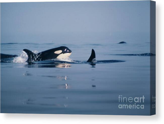 Killer Whales Canvas Print featuring the photograph Orcas off the San Juan Islands Washington 1986 by Monterey County Historical Society