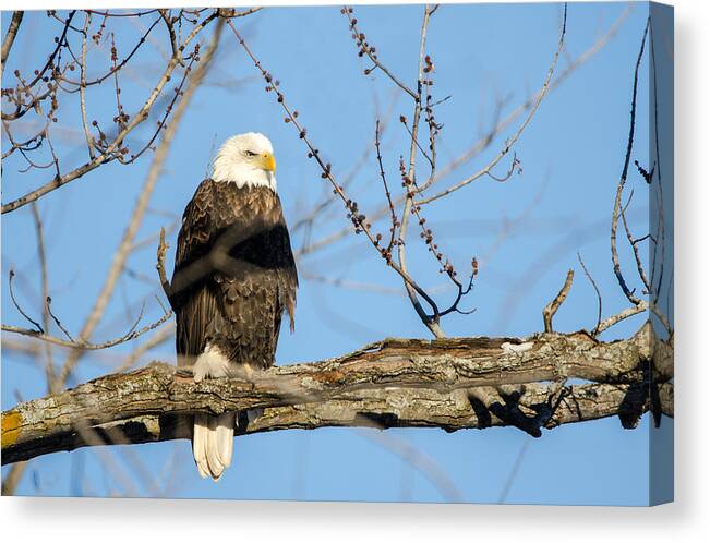 Wisconsin Canvas Print featuring the photograph Overlooking Freedom by Steven Santamour