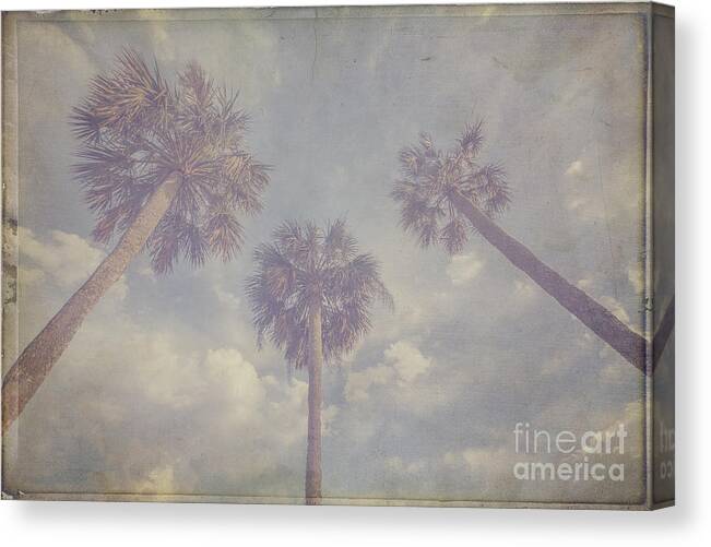 Nostalgia Canvas Print featuring the photograph Palms by Tim Wemple