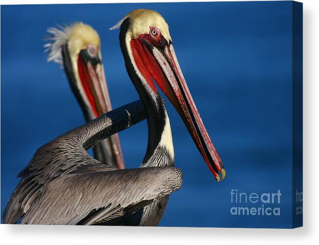 Landscapes Canvas Print featuring the photograph La Jolla Pelicans In Waves by John F Tsumas