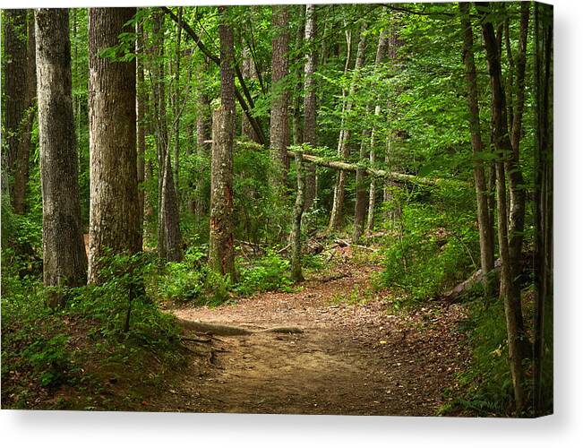 Landscapes Canvas Print featuring the photograph Pinewood Path by Matthew Pace