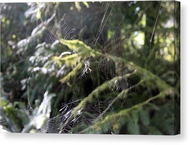 Web Spider Forest Woods Evergreens Canvas Print featuring the photograph Rebuilding The Web by Donald Torgerson
