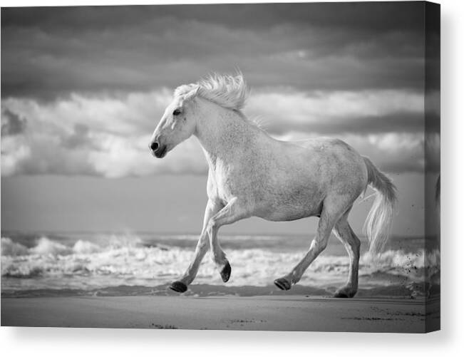 Horse Canvas Print featuring the photograph Run White Horses V by Tim Booth