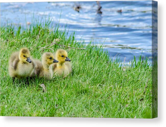 Nature Canvas Print featuring the photograph Staying Together by Wild Fotos