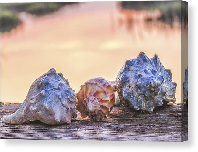 Shell Canvas Print featuring the photograph Sea Shells Image Art by Jo Ann Tomaselli