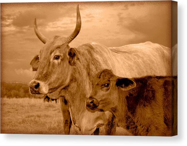 Cows Canvas Print featuring the photograph Sepia Cows 4 by Amanda Vouglas