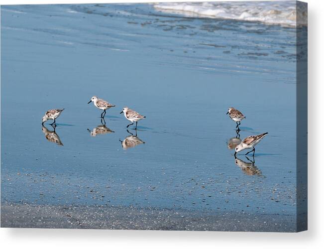 Water Birds Canvas Print featuring the photograph Shorelline Feeders by Peter DeFina