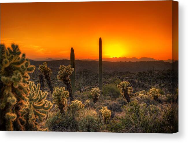 Cholla Canvas Print featuring the photograph Skyfire Cholla by Anthony Citro