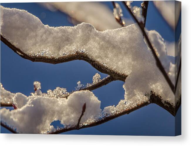 Branch Canvas Print featuring the photograph Staying Warm by Steven Santamour