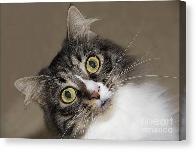 Cats Canvas Print featuring the photograph Surprise by Jeannette Hunt