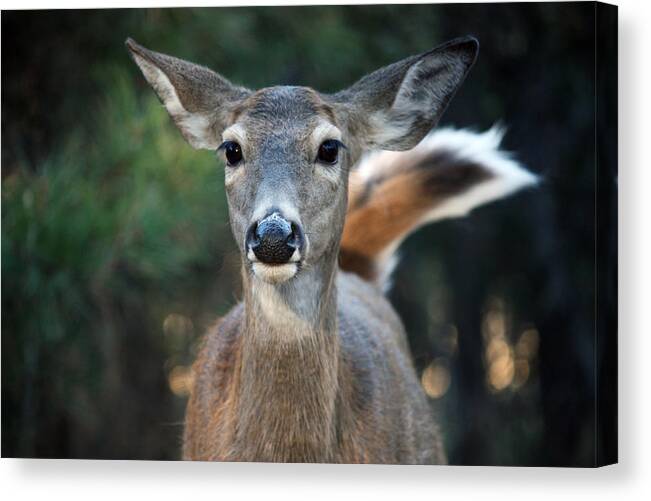 Deer Canvas Print featuring the photograph Swish of the Tail by Rita Kay Adams