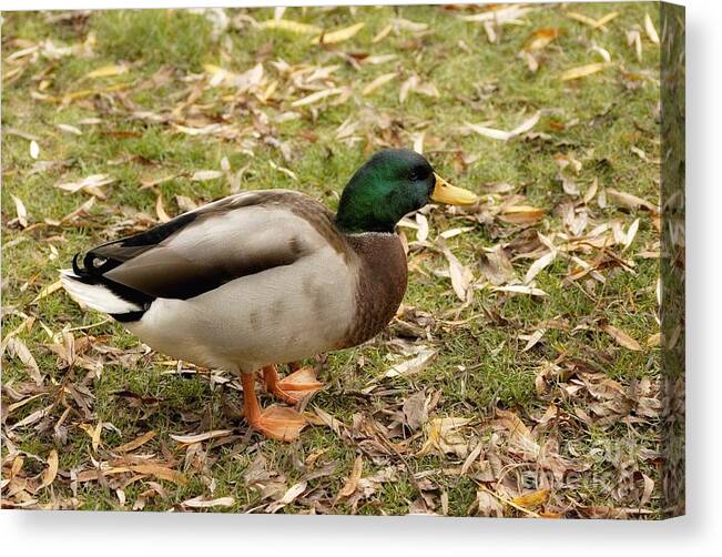 Duck Canvas Print featuring the digital art The Duck 3 by Leo Symon
