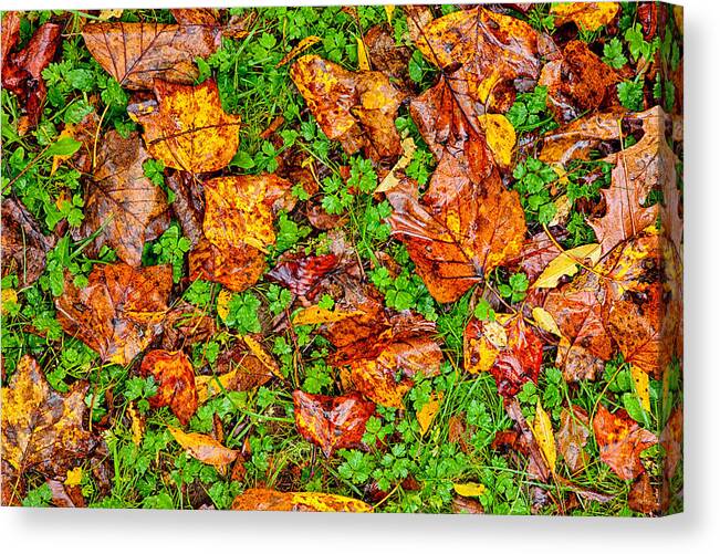 Blue Ridge Mountains Canvas Print featuring the photograph The Fall of Summer I by Dan Carmichael