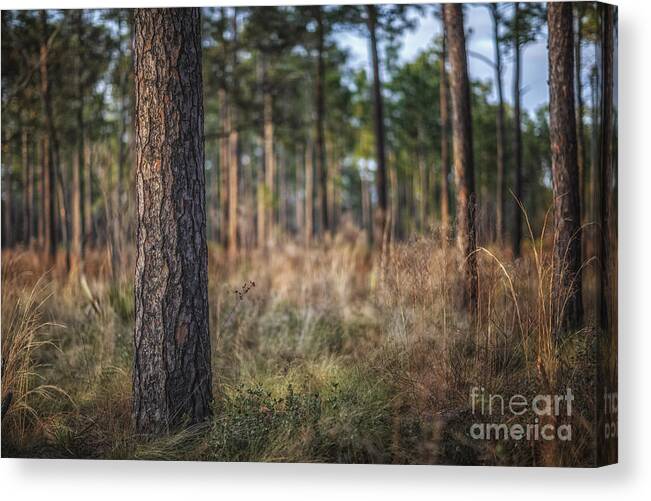 Tree Canvas Print featuring the photograph Three D Tree by Tim Wemple