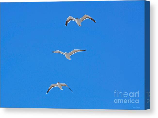 Susan Wiedmann Canvas Print featuring the photograph Three Gulls Soaring by Susan Wiedmann
