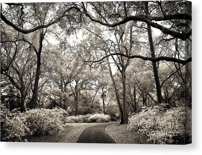 Vintage Nature Walk Canvas Print featuring the photograph Vintage Nature Walk by John Rizzuto