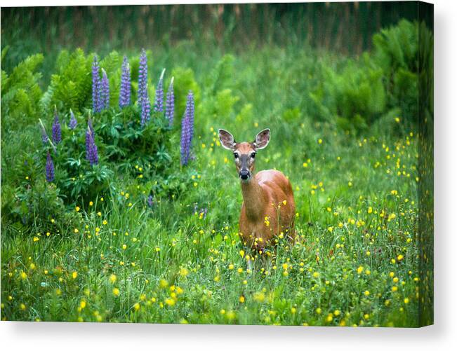 New Hampshire Canvas Print featuring the photograph Lupine Deer by Robert Clifford