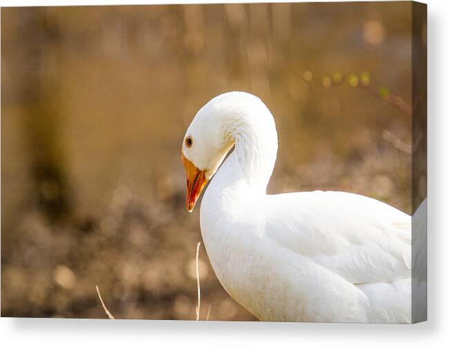 Birds Canvas Print featuring the photograph White Duck by Eleanor Abramson