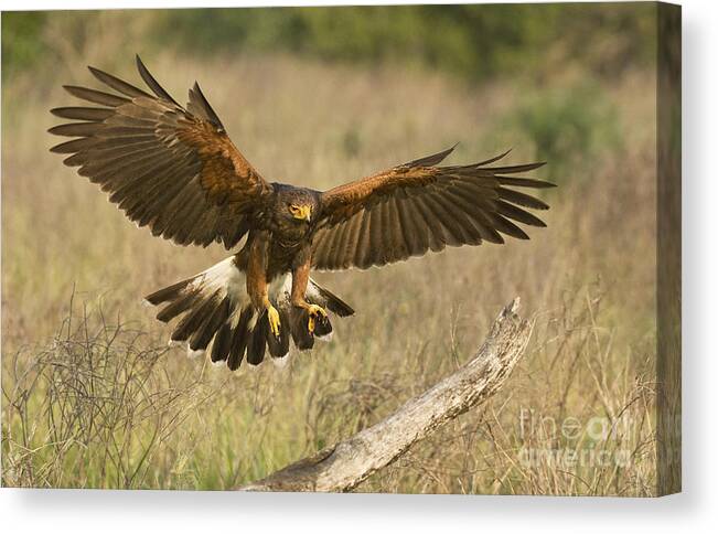 Harris Hawk Canvas Print featuring the photograph Wild Harris Hawk Landing by Dave Welling