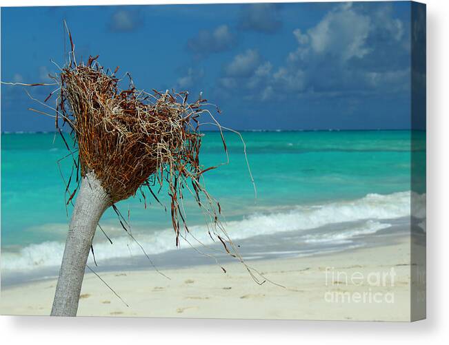 Turks And Caicos Canvas Print featuring the photograph Wilson Upclose by Robyn Saunders