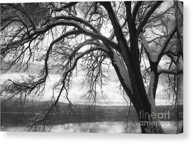 Coeur D'alene Canvas Print featuring the photograph Winter Tree by Idaho Scenic Images Linda Lantzy
