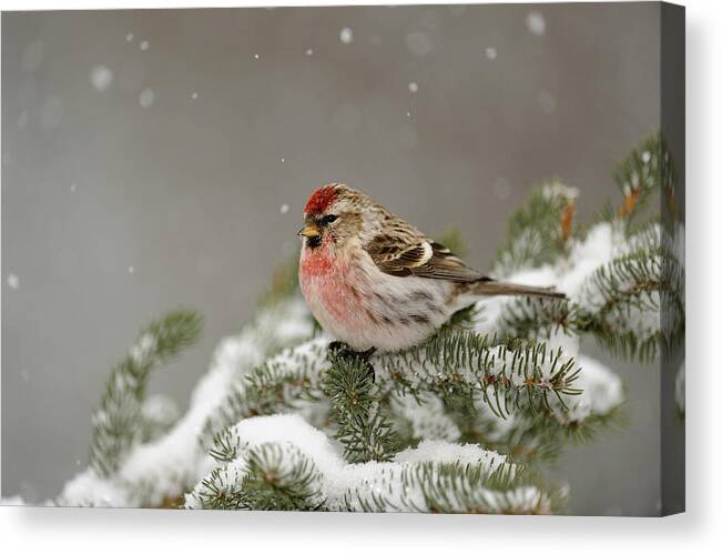 Animals Wildlife Fauna Canvas Print featuring the photograph Winter visitor by Don Johnston
