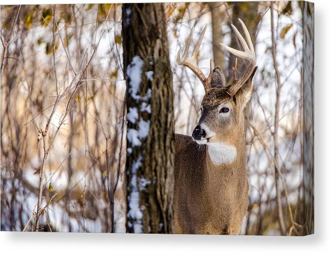 Buck Canvas Print featuring the photograph Woodland Outlaw by Steven Santamour