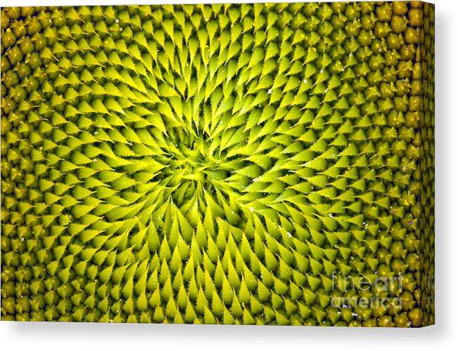 Sunflower Canvas Print featuring the photograph Abstract Sunflower Pattern by Benanne Stiens