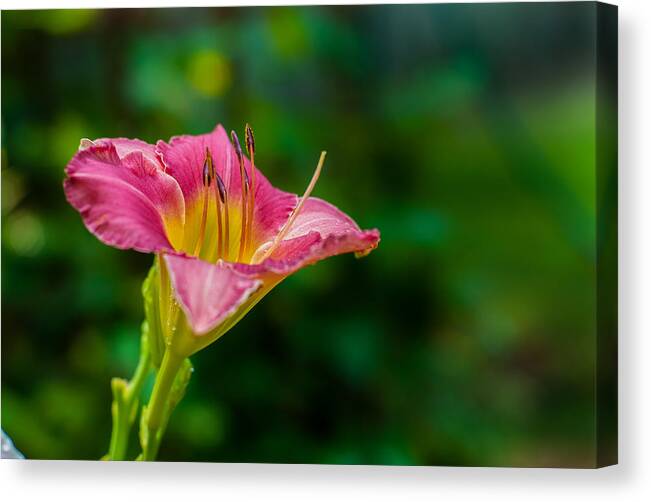Flora Canvas Print featuring the photograph Bright New Glorious by Gene Hilton