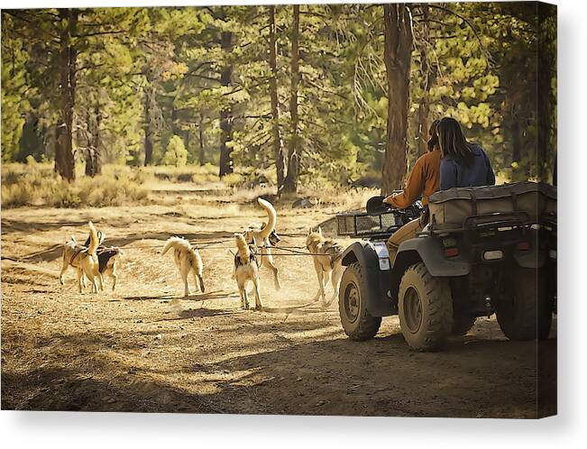 Mushing Canvas Print featuring the photograph Elim's First Run 3 by Sherri Meyer