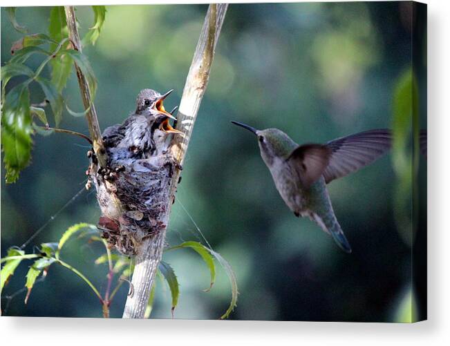 Birds Canvas Print featuring the photograph Hurry Mom by Jo Sheehan