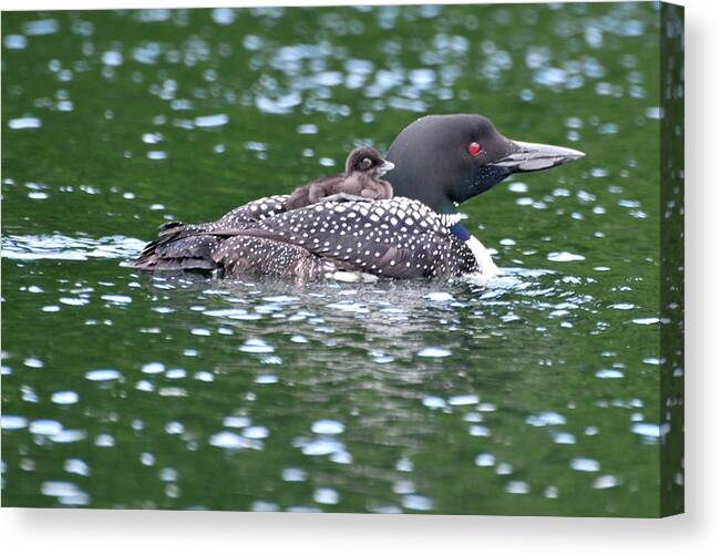 Loon Canvas Print featuring the photograph Letting Mom do all of the work by Peter DeFina
