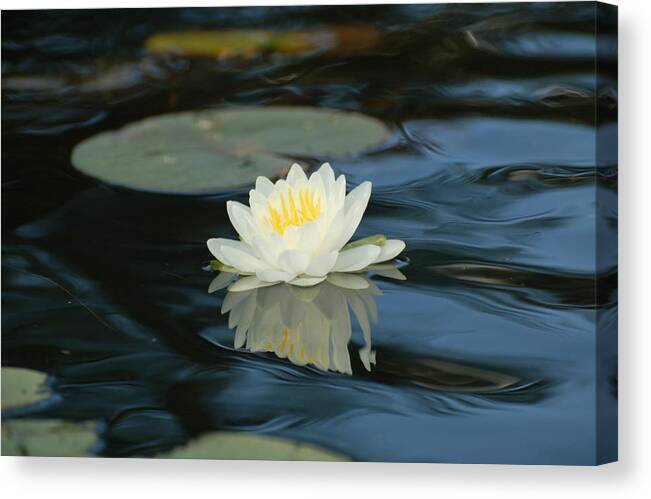 Water Lily Canvas Print featuring the photograph Lily in the Current by Peter DeFina